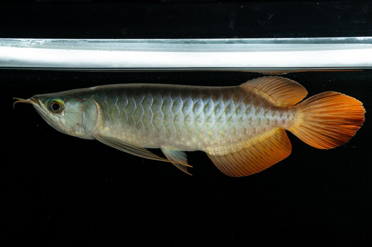 画像1: メタルレッド F3 NO.5（ディナミカカプアス産） (1)