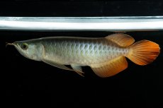 画像1: メタルレッド F3 NO.5（ディナミカカプアス産） (1)