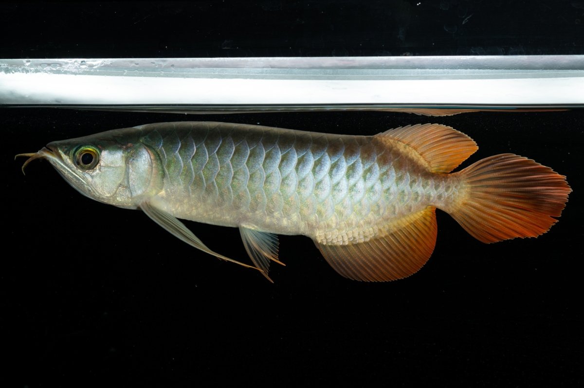 画像7: メタルレッド F3 NO.5（ディナミカカプアス産） (7)