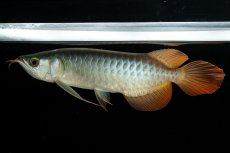 画像7: メタルレッド F3 NO.5（ディナミカカプアス産） (7)