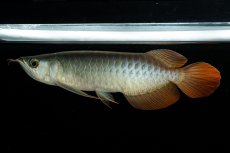 画像5: メタルレッド F3 NO.5（ディナミカカプアス産） (5)