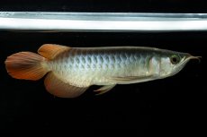 画像8: メタルレッド F3 NO.5（ディナミカカプアス産） (8)