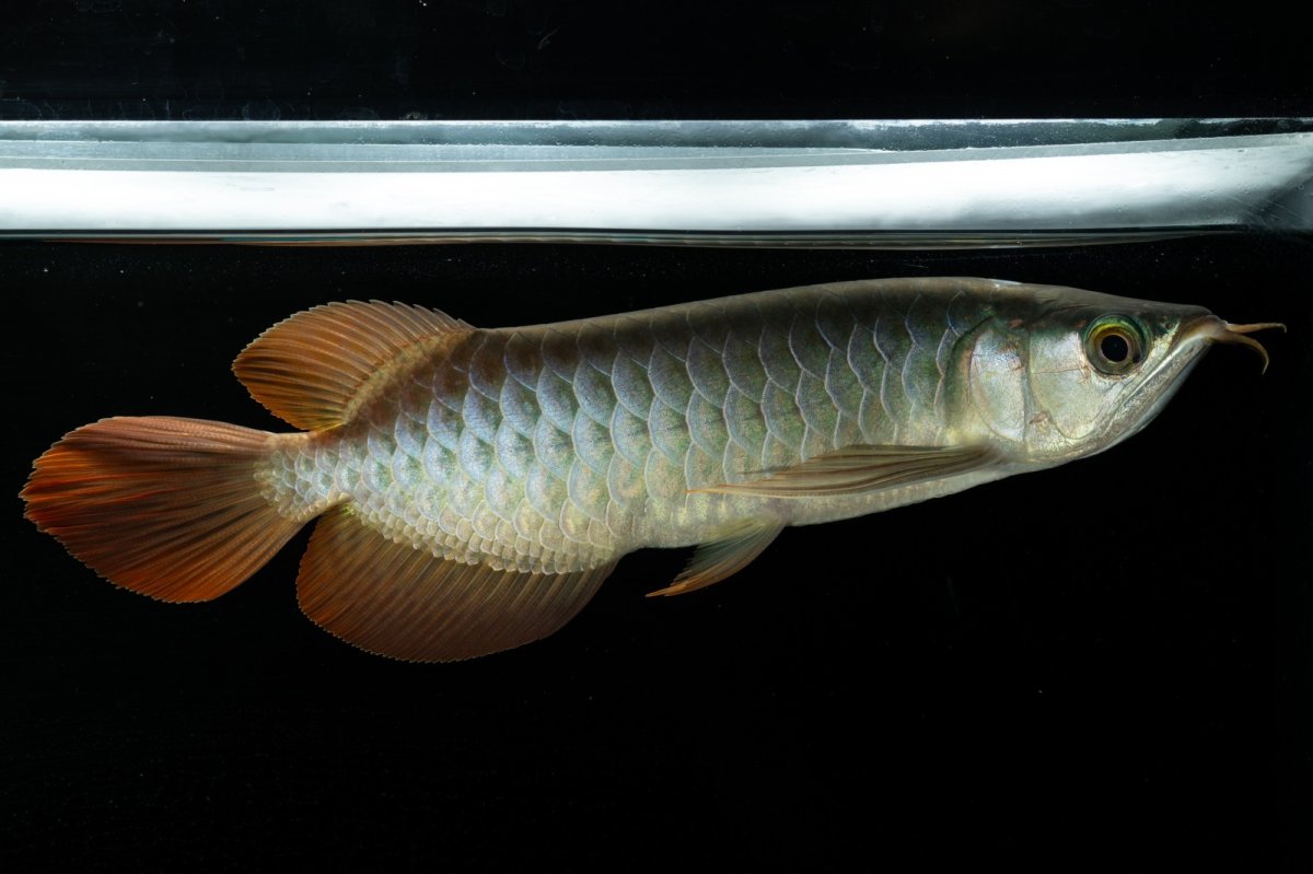 画像6: メタルレッド F3 NO.5（ディナミカカプアス産） (6)