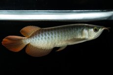 画像6: メタルレッド F3 NO.5（ディナミカカプアス産） (6)