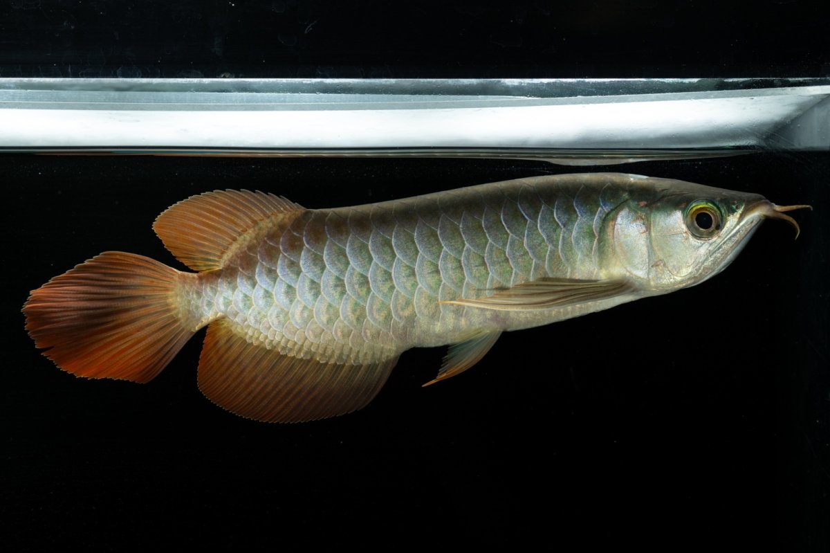 画像4: メタルレッド F3 NO.5（ディナミカカプアス産） (4)