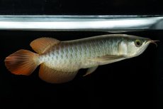 画像4: メタルレッド F3 NO.5（ディナミカカプアス産） (4)