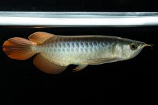 画像2: メタルレッド F3 NO.5（ディナミカカプアス産） (2)