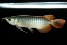 画像3: メタルレッド F3 NO.5（ディナミカカプアス産） (3)