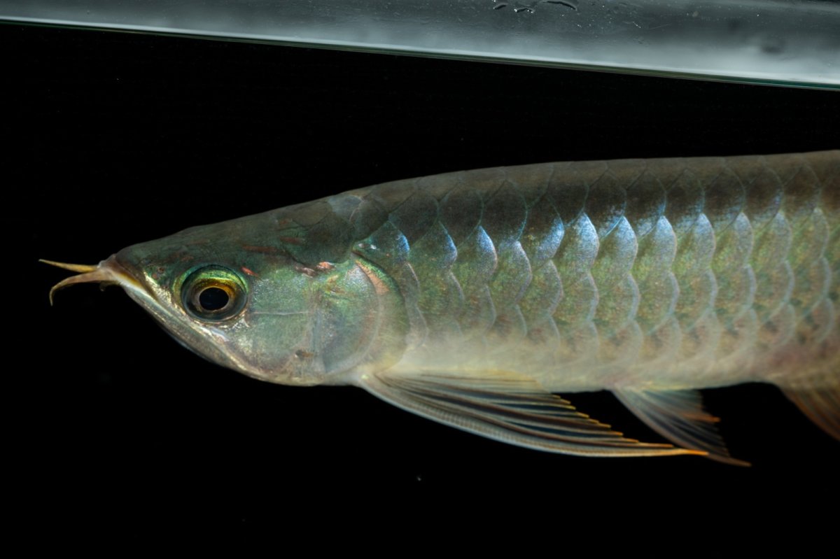 画像10: メタルレッド F3 NO.5（ディナミカカプアス産） (10)