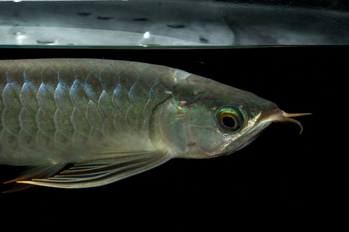 画像9: メタルレッド F3 NO.5（ディナミカカプアス産） (9)