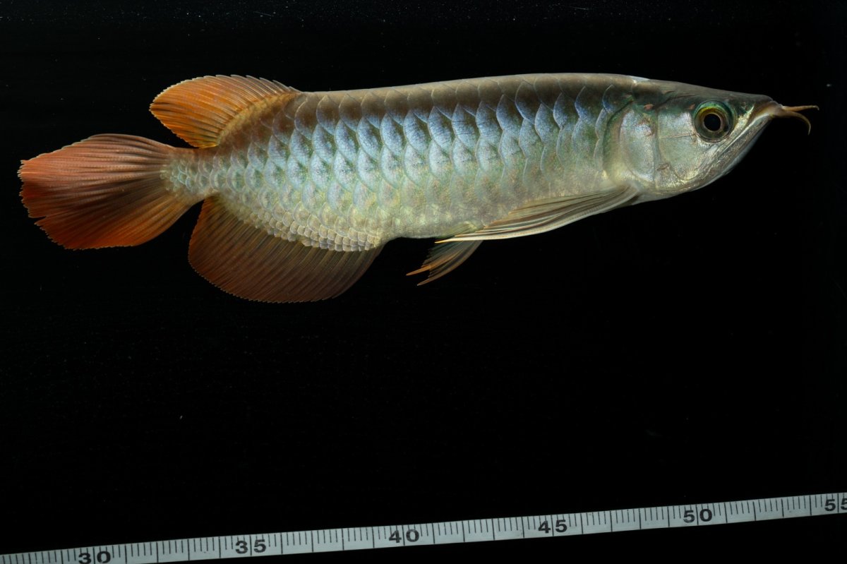 画像12: メタルレッド F3 NO.5（ディナミカカプアス産） (12)