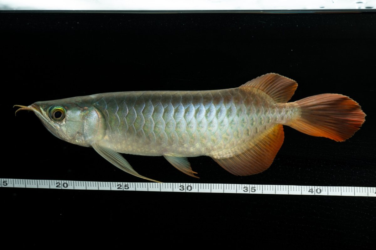 画像11: メタルレッド F3 NO.5（ディナミカカプアス産） (11)