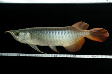 画像11: メタルレッド F3 NO.5（ディナミカカプアス産） (11)