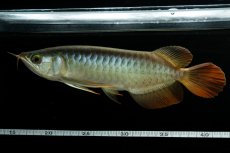 画像6: メタルレッド F3 NO.6（ディナミカカプアス産） (6)