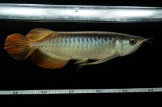 画像7: メタルレッド F3 NO.6（ディナミカカプアス産） (7)