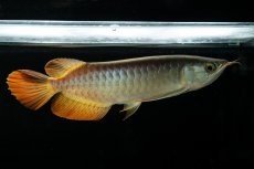 画像5: メタルレッド F3 NO.6（ディナミカカプアス産） (5)