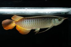 画像4: メタルレッド F3 NO.6（ディナミカカプアス産） (4)