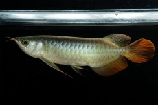 画像3: メタルレッド F3 NO.6（ディナミカカプアス産） (3)