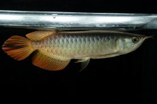 画像2: メタルレッド F3 NO.6（ディナミカカプアス産） (2)