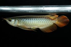 画像1: メタルレッド F3 NO.6（ディナミカカプアス産） (1)