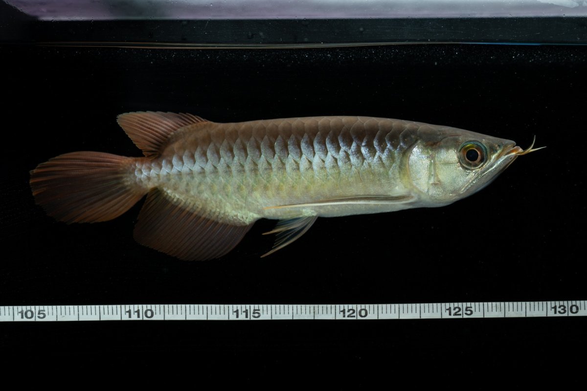 画像6: メタルレッド F3 NO.9（ディナミカカプアス産） (6)