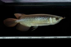 画像6: メタルレッド F3 NO.9（ディナミカカプアス産） (6)