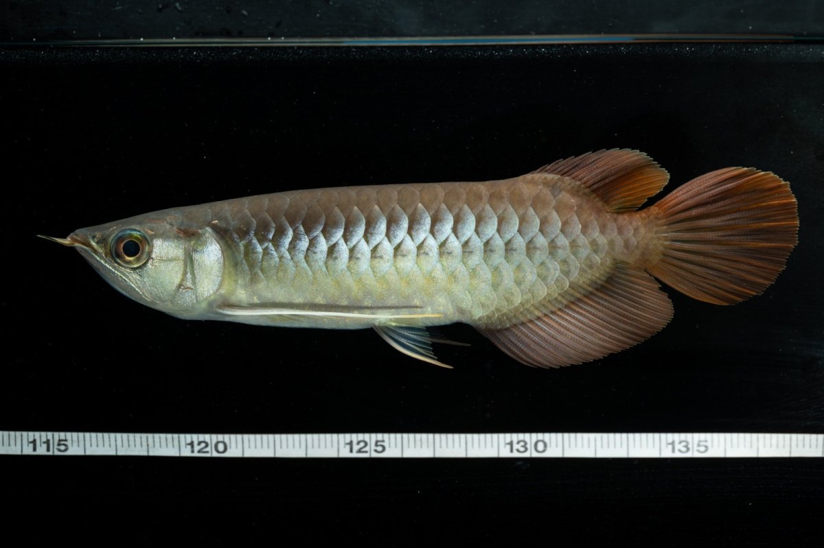 画像7: メタルレッド F3 NO.9（ディナミカカプアス産） (7)