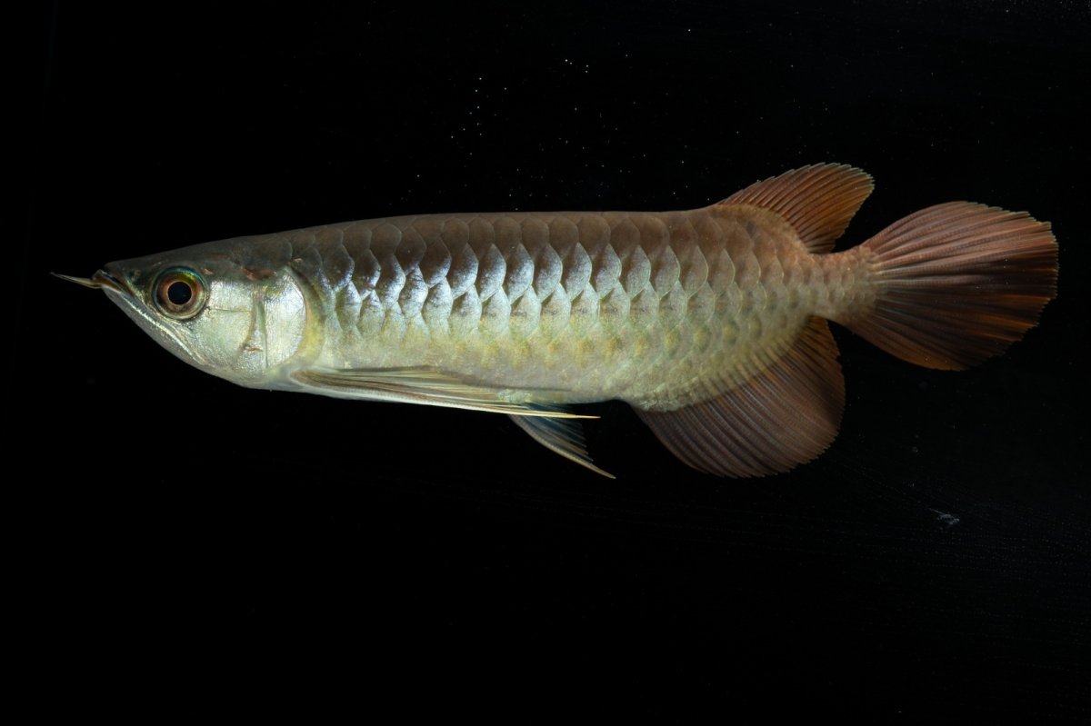 画像1: メタルレッド F3 NO.9（ディナミカカプアス産） (1)