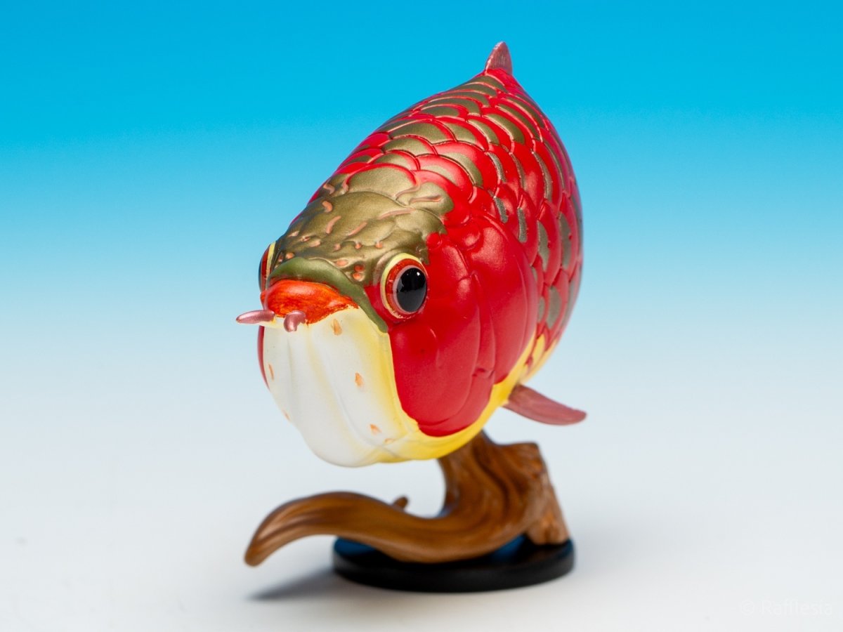 画像4: アジアアロワナ（赤）【動画あり】 (4)