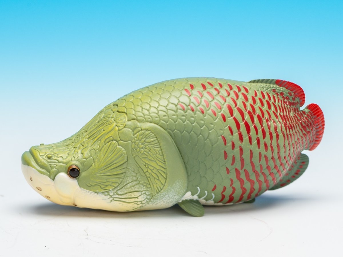 画像6: ピラルクー (6)