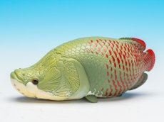 画像6: ピラルクー (6)