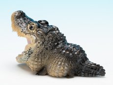 画像5: ヨウスコウアリゲーター（開口） (5)