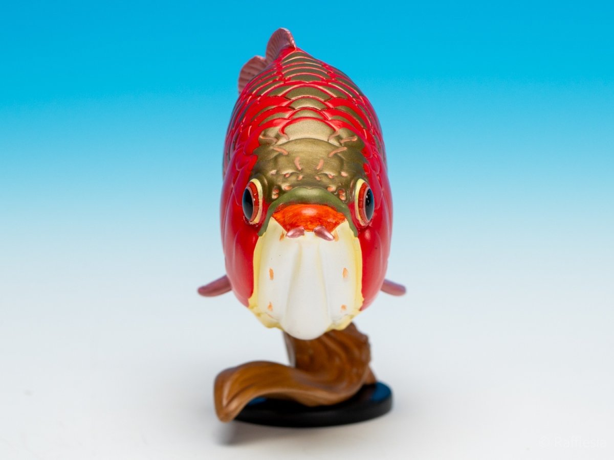 画像3: アジアアロワナ（赤）【動画あり】 (3)