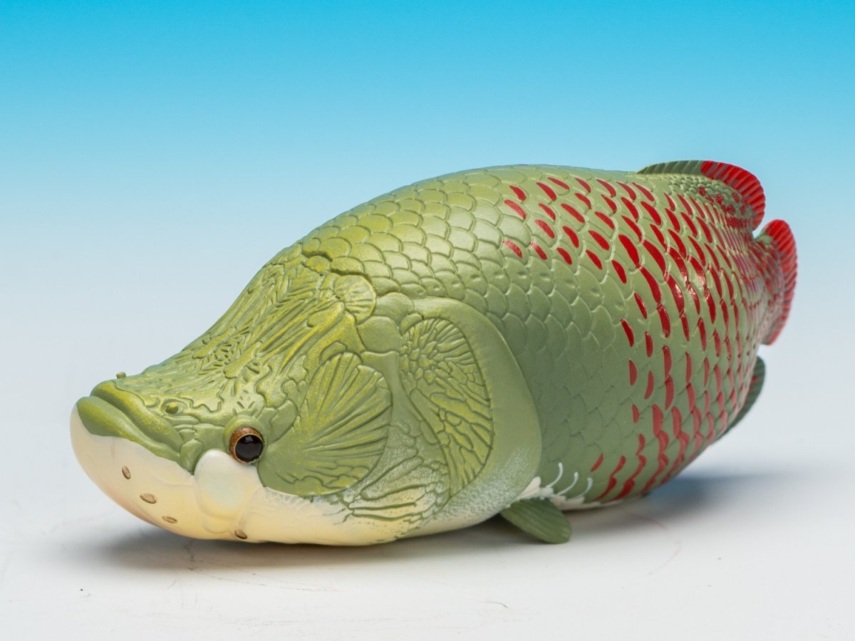 画像5: ピラルクー (5)