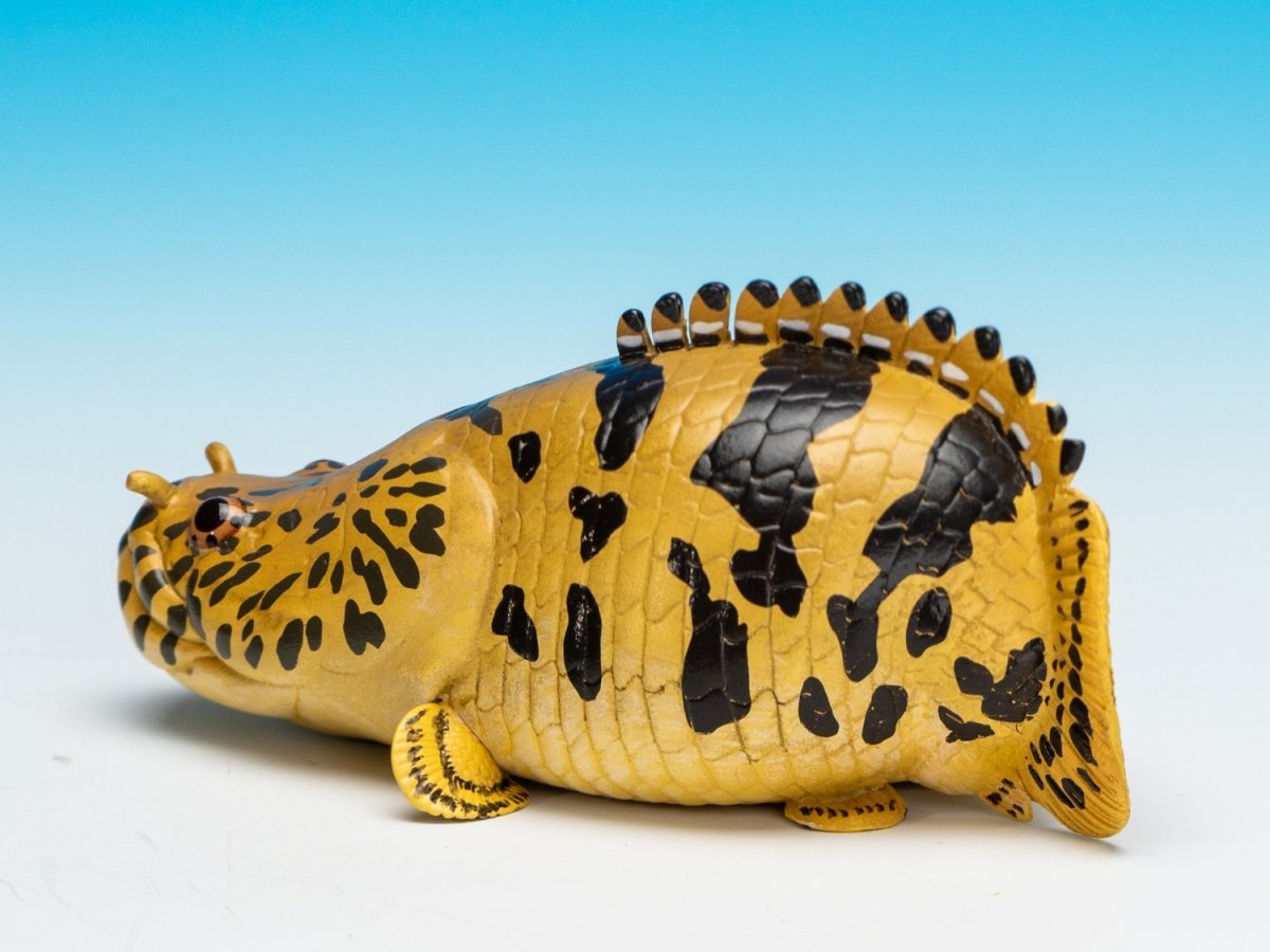 画像5: ポリプテルス・エンドリケリー (5)