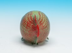 画像8: ピラルクー (8)