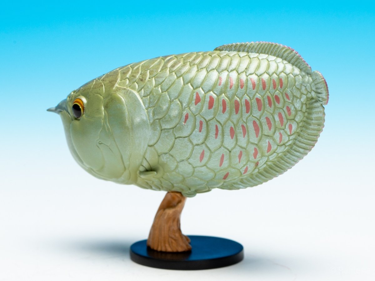 画像6: シルバーアロワナ (6)