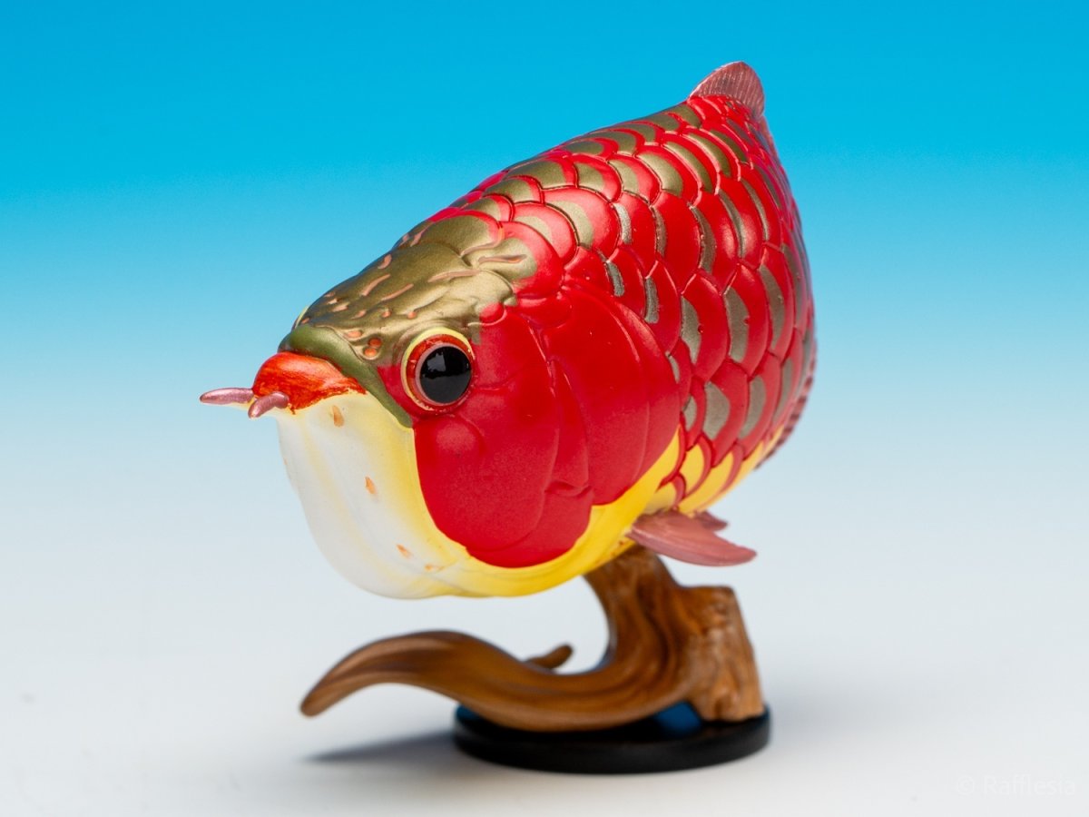 画像5: アジアアロワナ（赤）【動画あり】 (5)