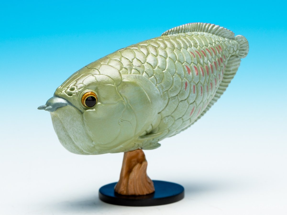 画像3: シルバーアロワナ (3)