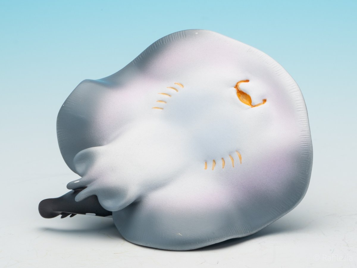 画像9: ポルカドットスティングレイ (9)