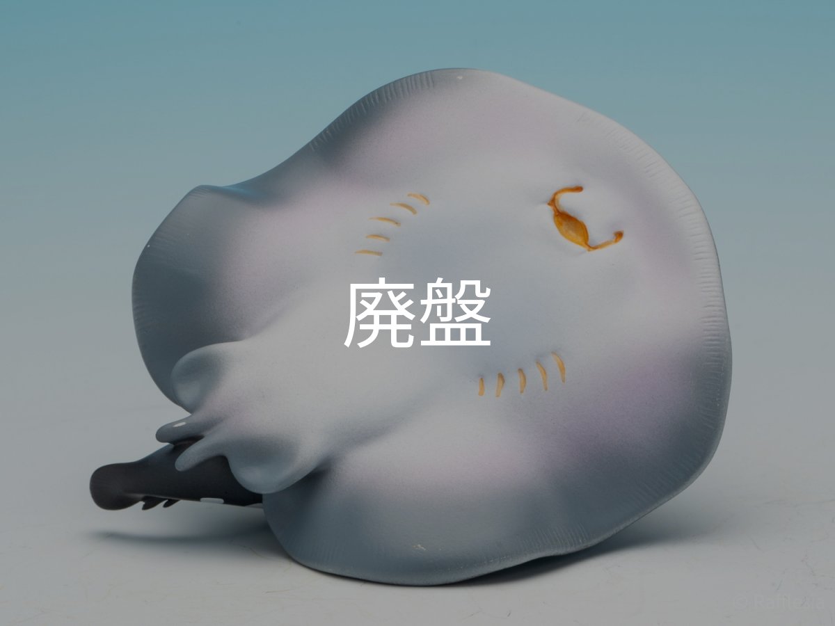 画像9: ポルカドットスティングレイ (9)