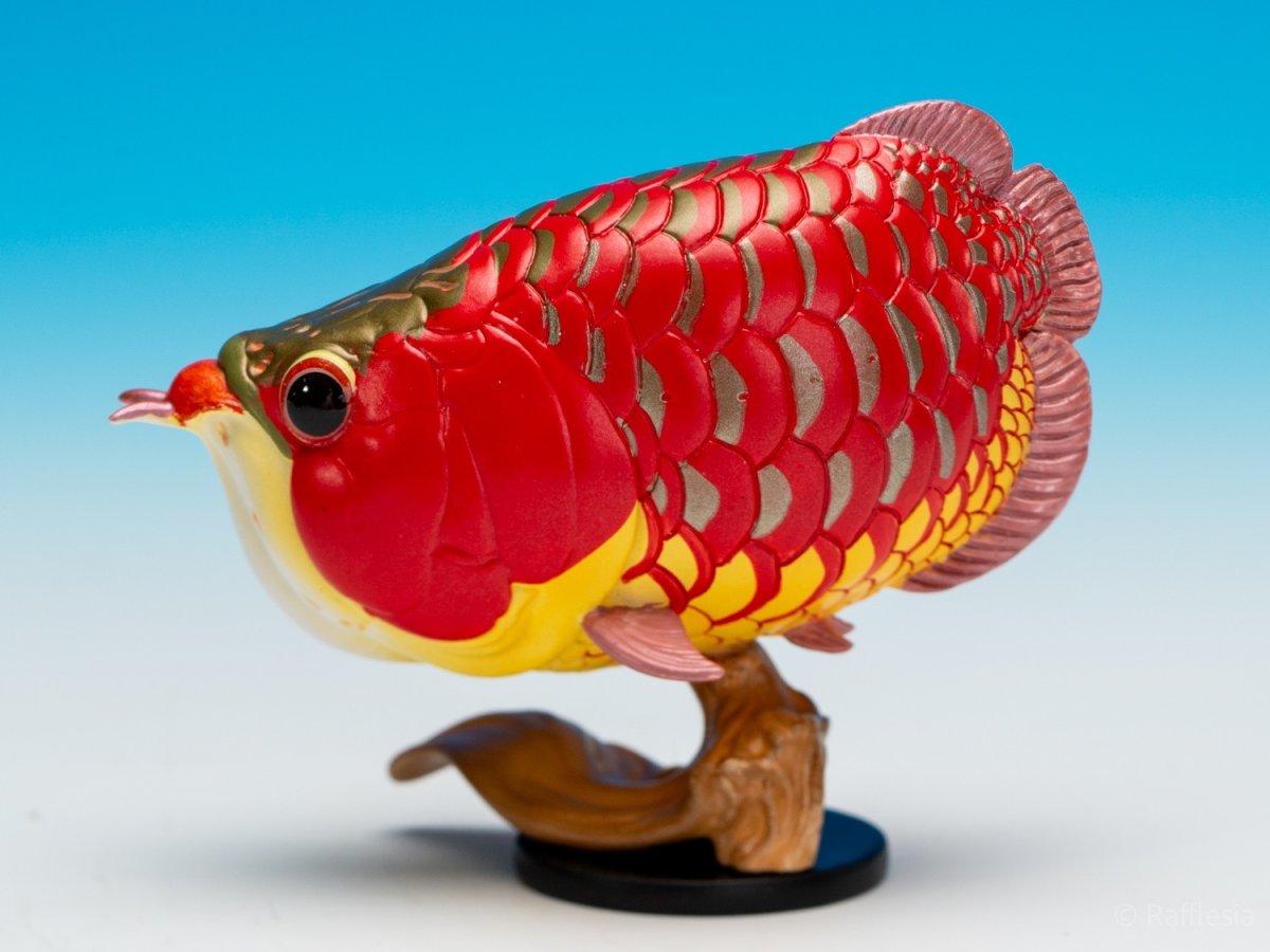 画像7: アジアアロワナ（赤）【動画あり】 (7)