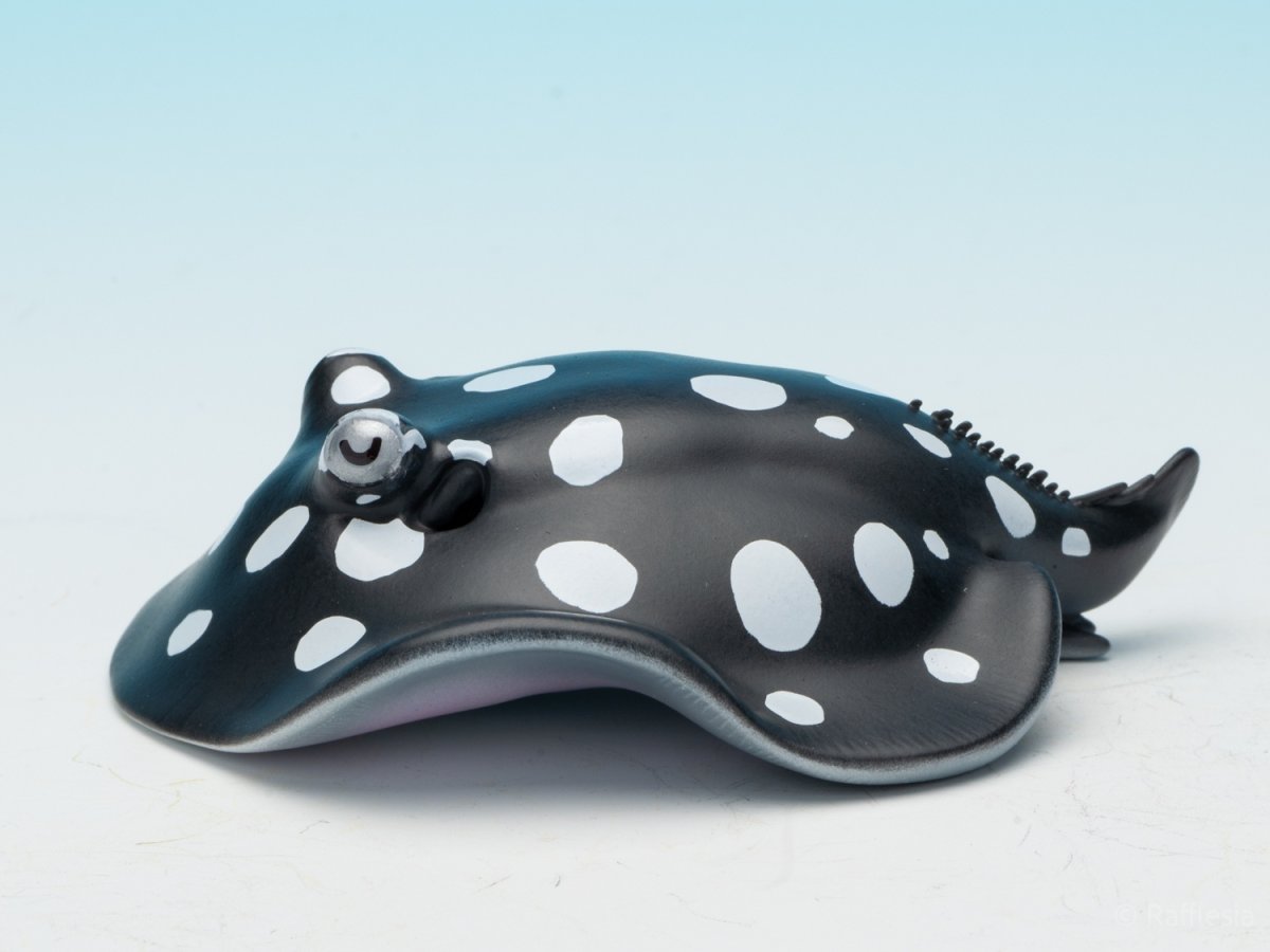 画像5: ポルカドットスティングレイ (5)