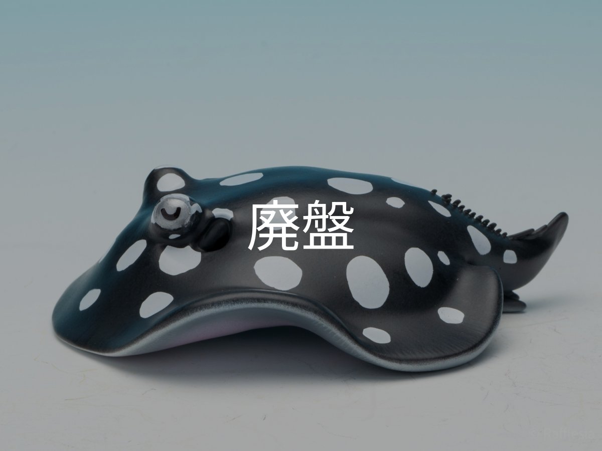 画像5: ポルカドットスティングレイ (5)