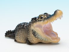 画像1: ヨウスコウアリゲーター（開口） (1)