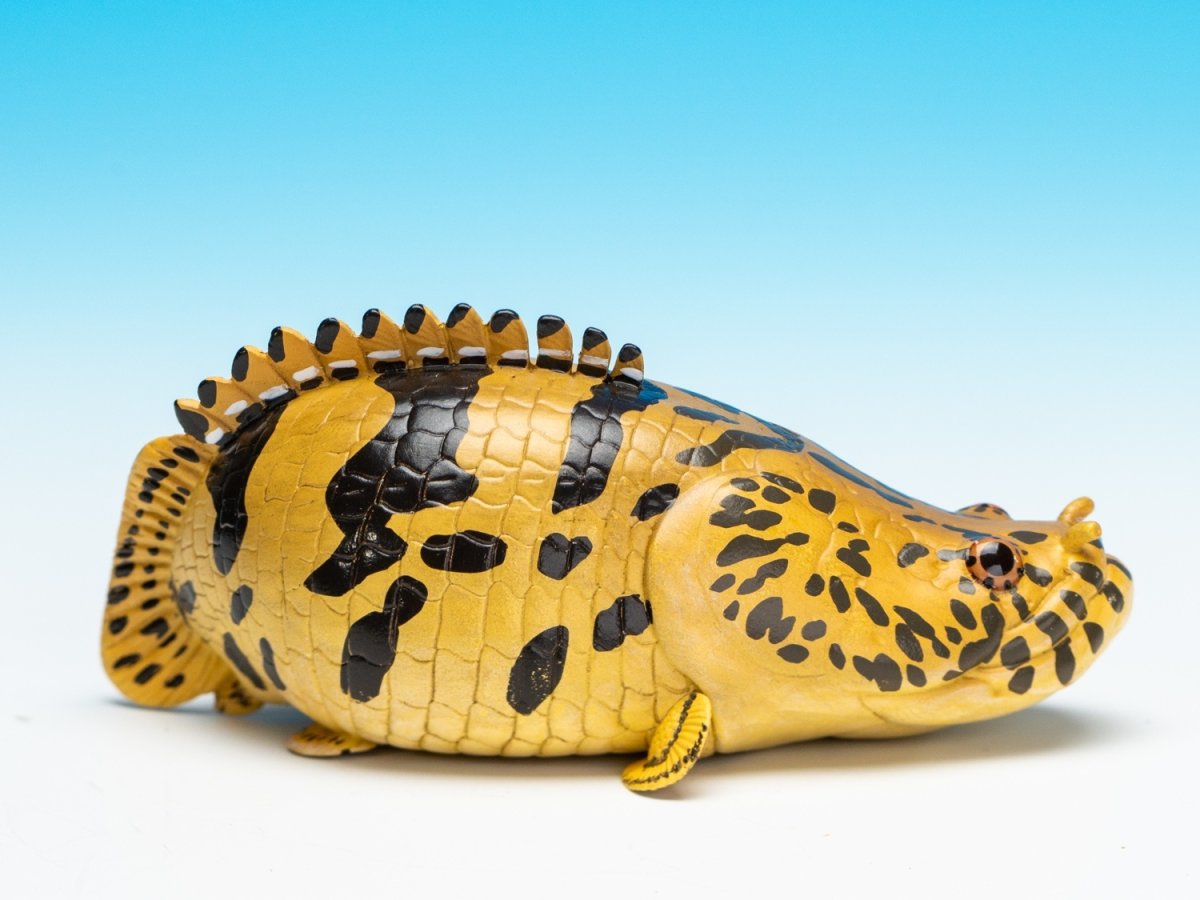 画像7: ポリプテルス・エンドリケリー (7)