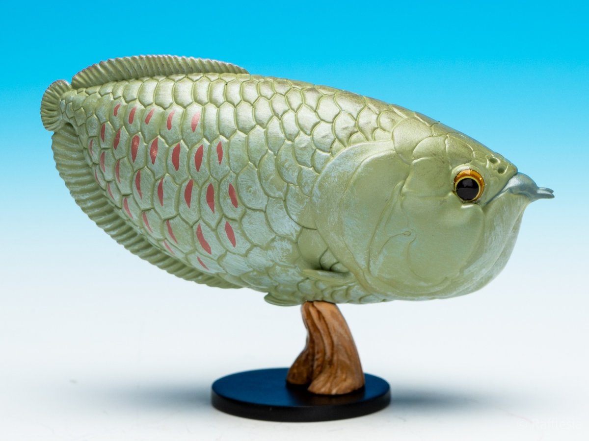 画像2: シルバーアロワナ (2)