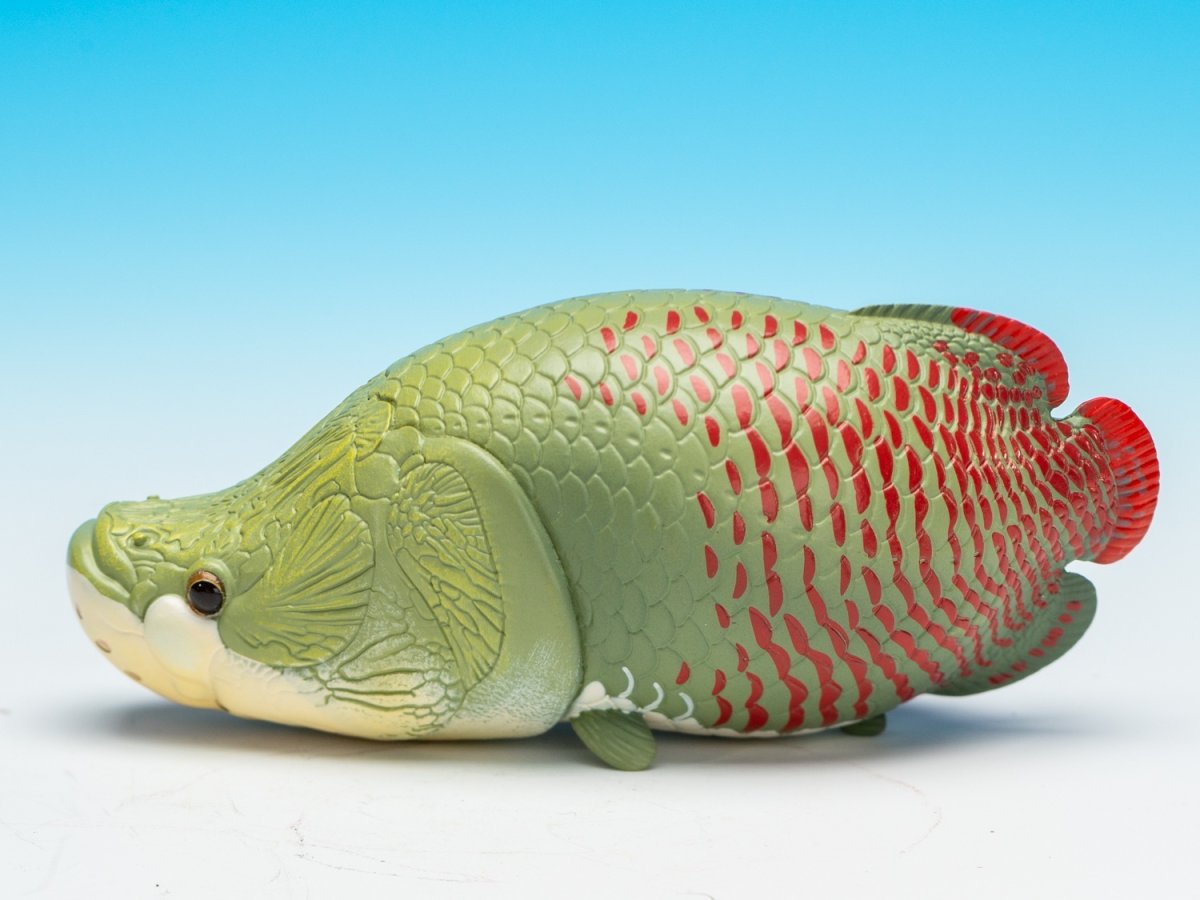 画像7: ピラルクー (7)