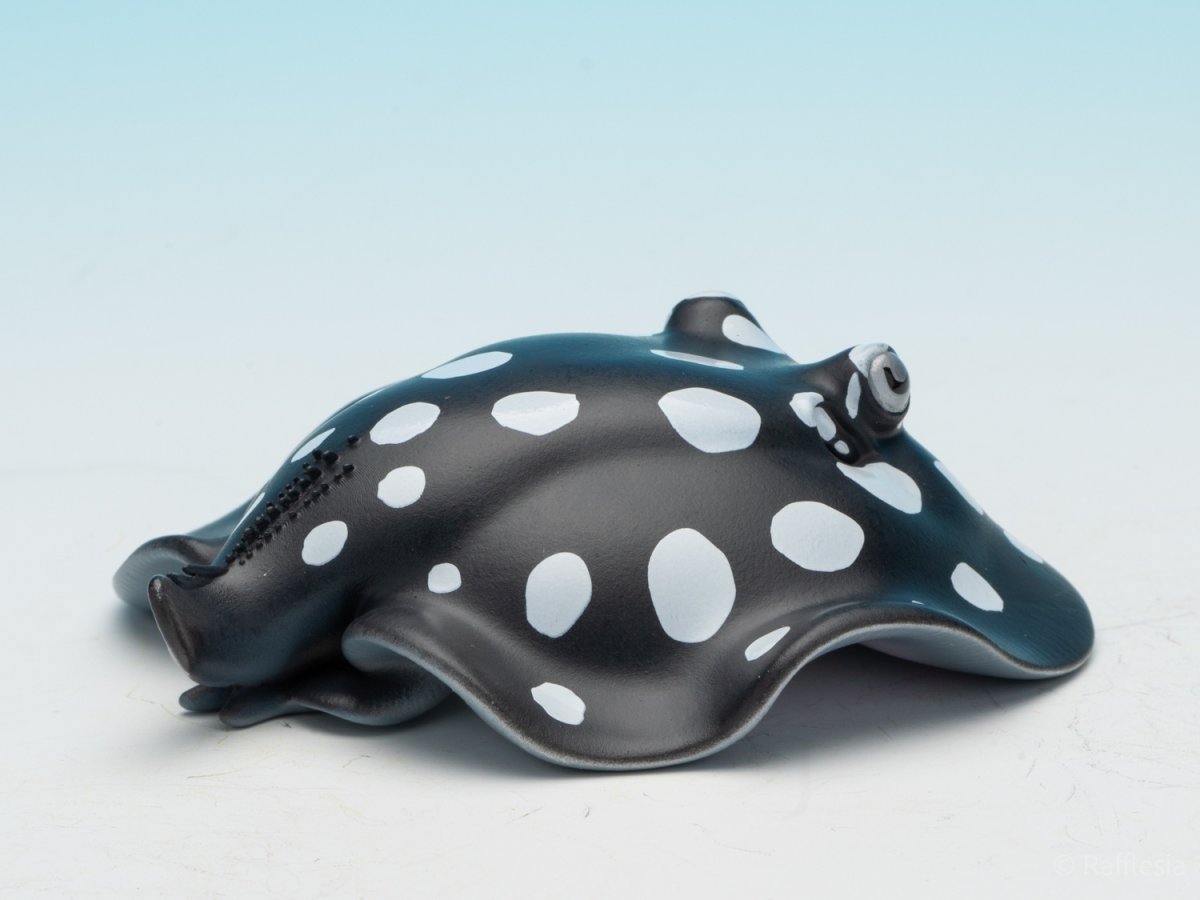 画像8: ポルカドットスティングレイ (8)