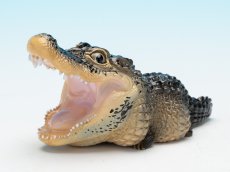 画像7: ヨウスコウアリゲーター（開口） (7)